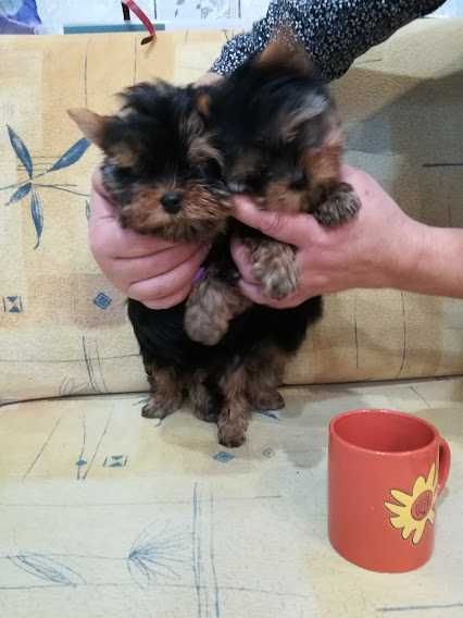 Йорки, що підкорюють серця – чарівні малюки для щасливої сім’ї