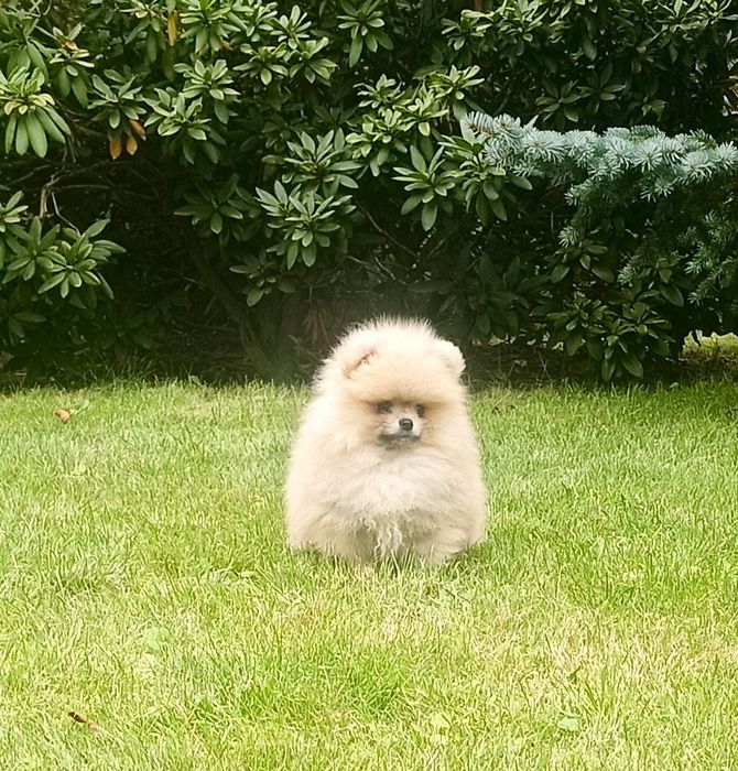 Pomeranian sliczny misiu xs