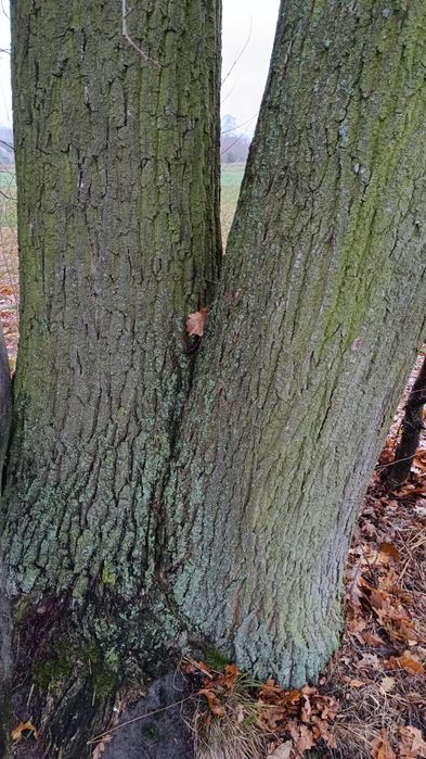 Dębina na pniu dębaki