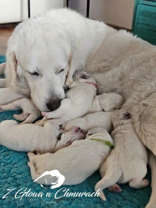 Owczarek podhalański SZCZENIAK  REZERWACJE  WIOSNA 2026