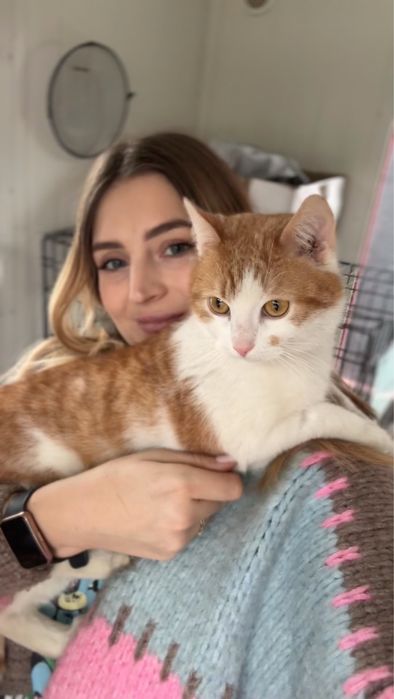 Rudo biały kocurek do adopcji