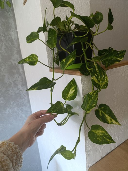 Продам кімнатні квіти