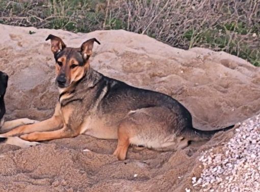 Menina X pastor alemão para adoção responsável
