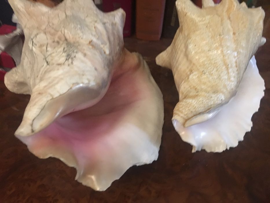 Великі океанські ракушки