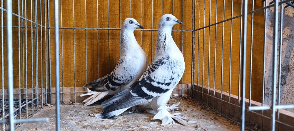 Gołębie z lotu. Żałobniki karpiate kosmate gładkie. Para nr3