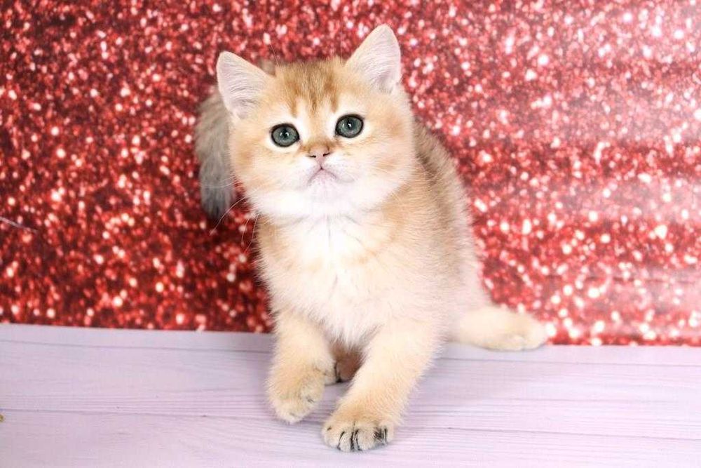 Суперська золота шиншила з домашнього розплідника-хлопчик