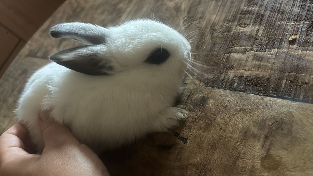 Coelhos anões bebes