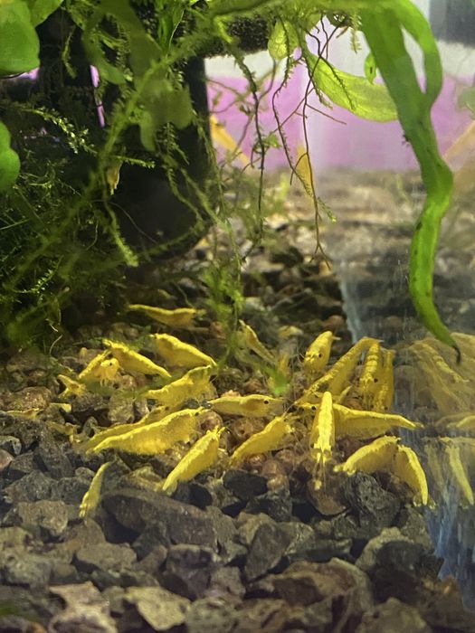 Krewetki yellow neon neocaridina