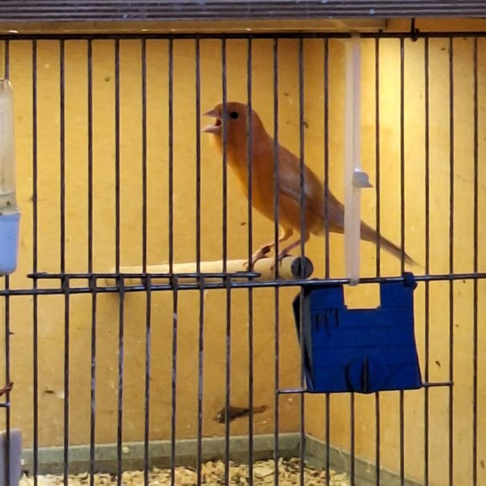 Kanarki - samce na śpiewie