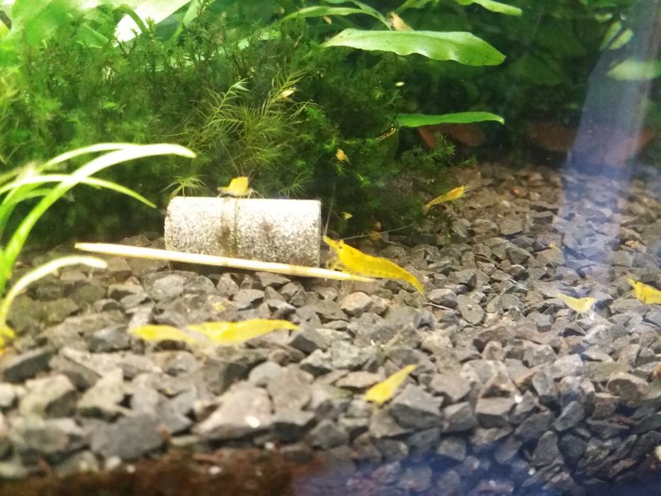 Krewetki Yellow neocaridina