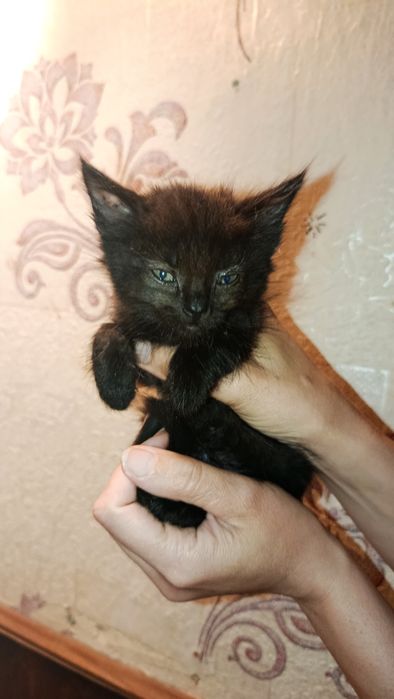Кошенята  шукають дім