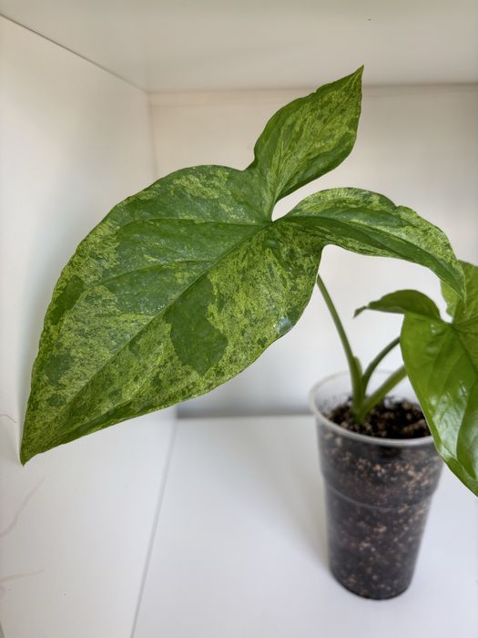 Syngonium Mottled Mojito