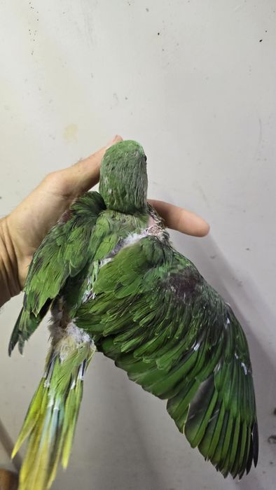 Papagaio grande alexandre