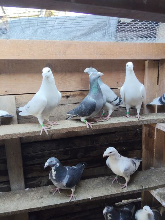 Gołębie staropolskie