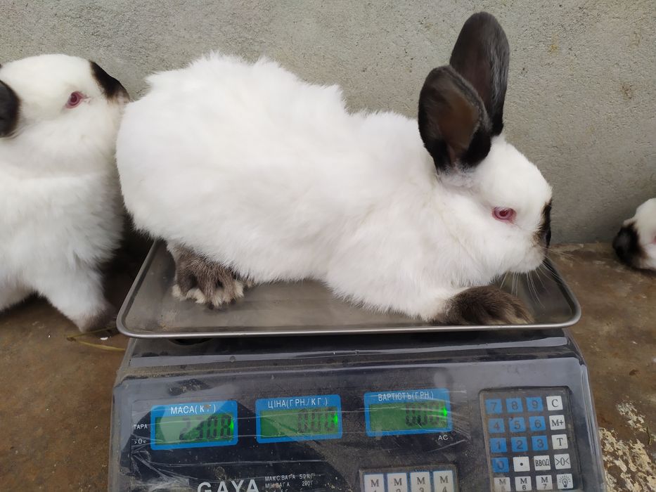 Продаю кролі каліфорнія самки, самці