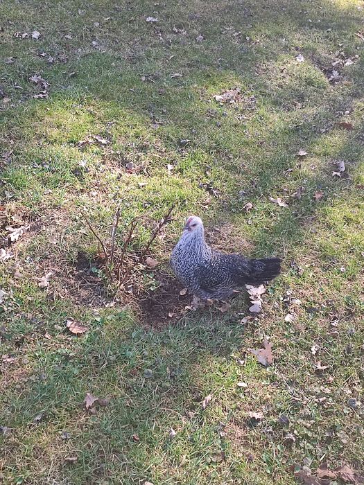 Kurka z kogutem i jaja od kur rasowych.