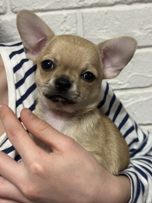 Продам,чіхуахуа .