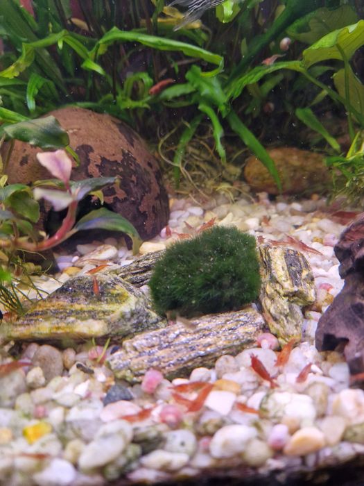 Krewetki Red cherry, Orange