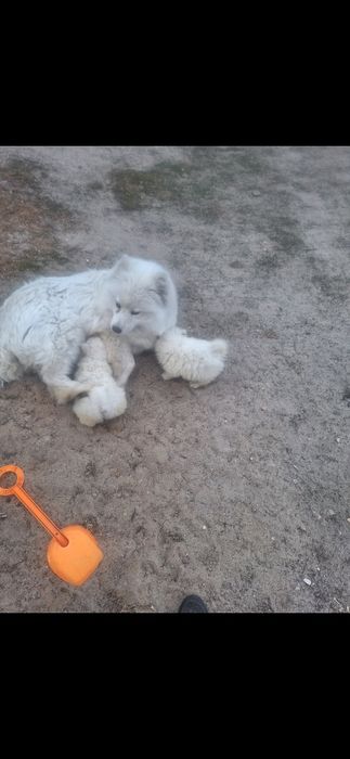 Samoyed samojed suczka