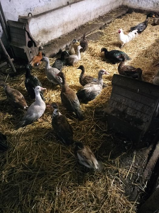 Kaczki kaczory piżmowe francuskie  młode