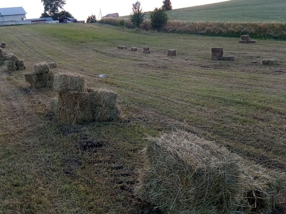 Сіно тюки 2025рік