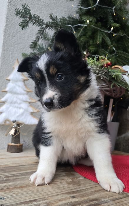 Border Collie piesek TRICOLOR