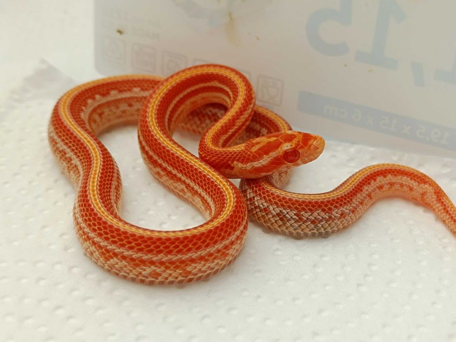 Wąż zbożowy / Samiec / Odmiana: Amel Tessera poss Redfactor ph. 66% cinder, anery / ID: E11