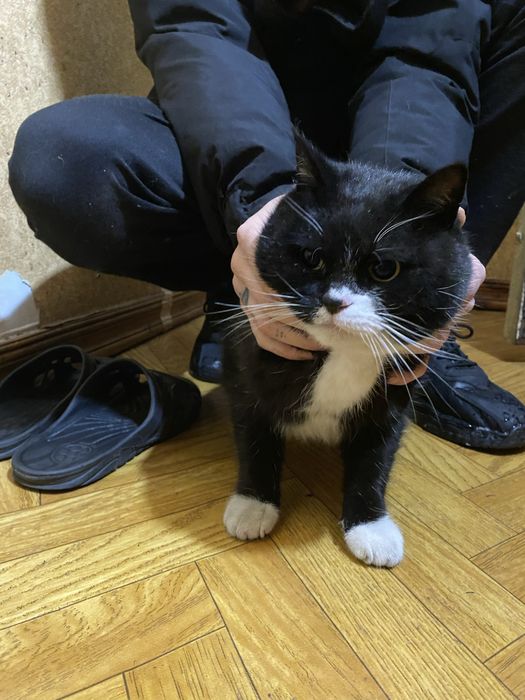 Віддам кішку , в добрі руки