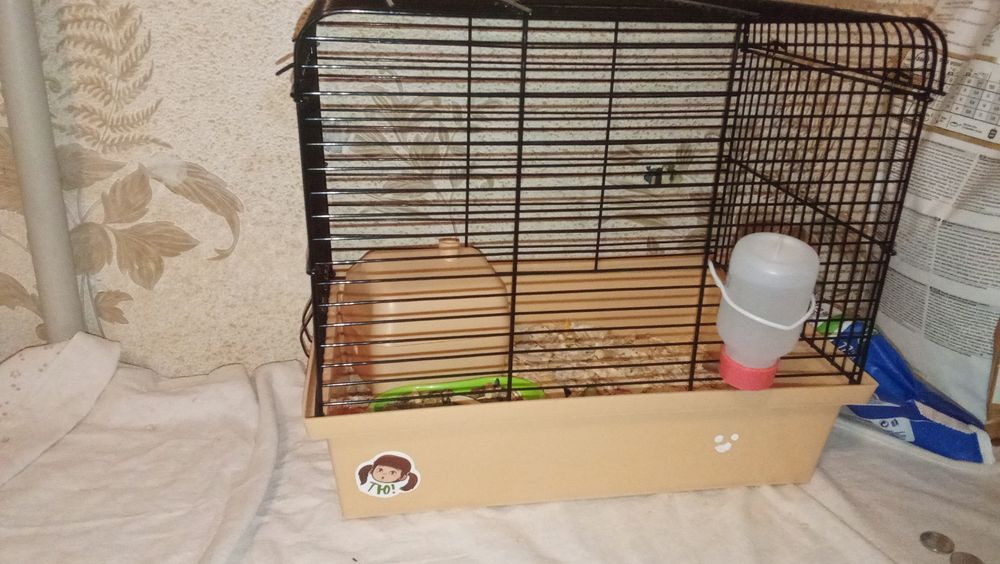 Джунгарик хомячиха