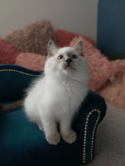 Hesia  Koteczka Ragdoll FPL/FIFE