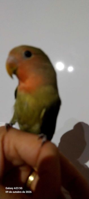 Agapone / agapornis domesticados