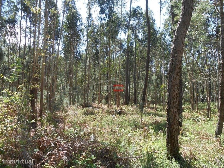 Terreno Rústico com madeira