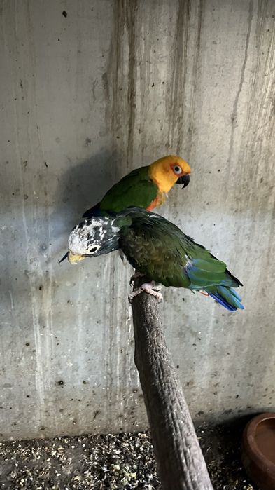 Grande alexandre e pionus sinilus