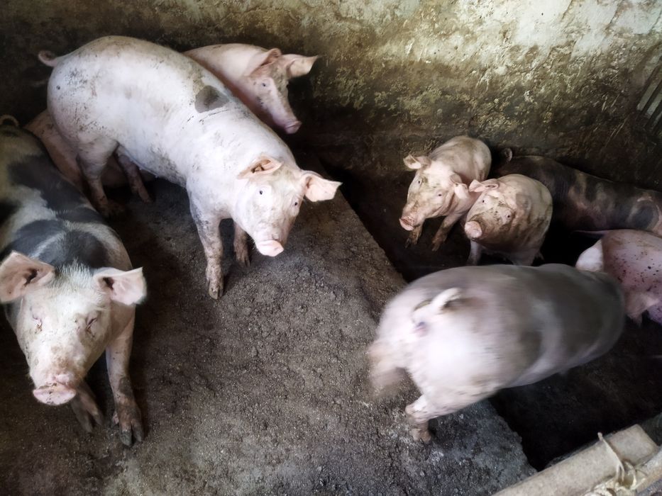 Продам свиней живою вагою