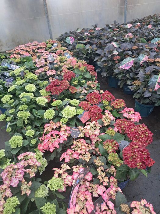 Hortensje ogrodowe, odmiany licencyjne