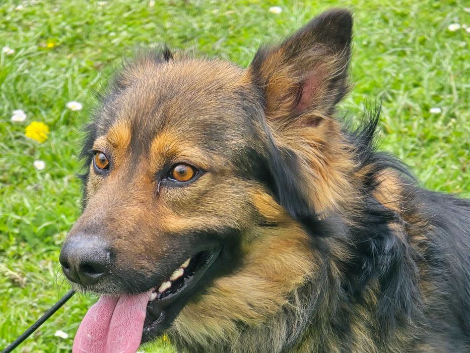 Daster - piesek szuka domu