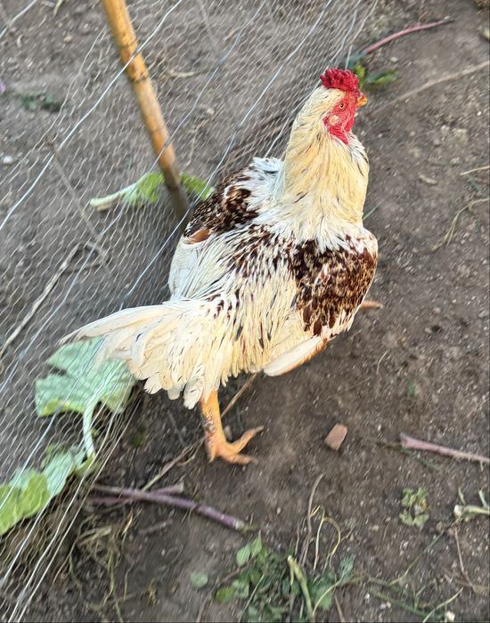 OVOS Cornish jubileu e perdiz