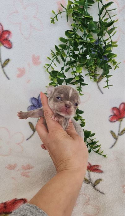 Excecional mini lilac Chihuahua/Chiuaua de Qualidade