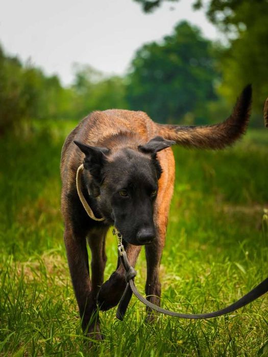 Nico-młody pies w typie owczarek belgijski malinois dla doświadczonych
