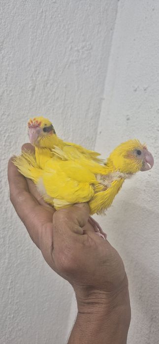 Kakarikis domesticados