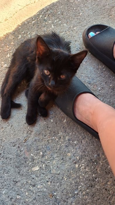 3 котика, всі хлопчики