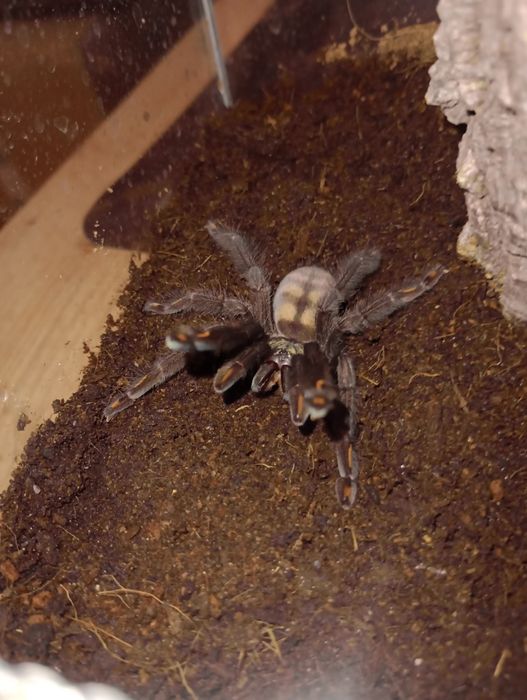 Psalmopoeus irminia 4dc nsex