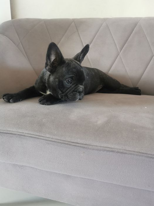 Buldog francuski