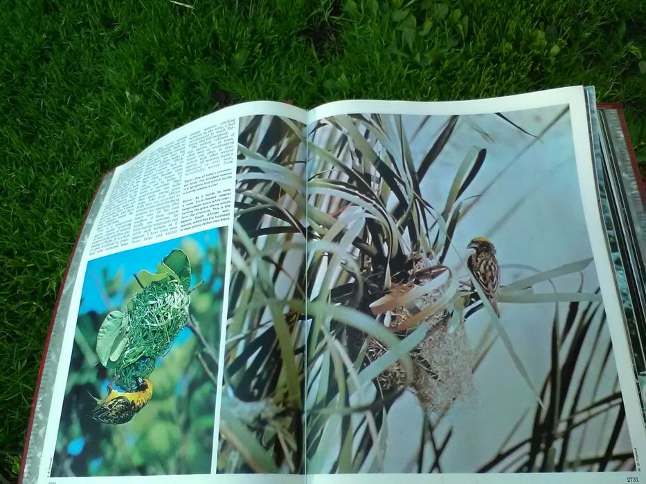 prenumerata gazet Birds