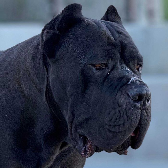 Szara suczka Cane Corso ZKwP/FCI urodzona 24.03.2026