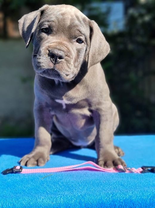 Породнi мiцнi Кане Корсо