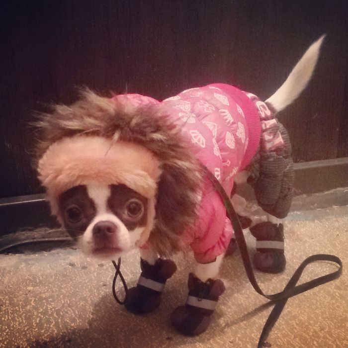 Теплі шапки для маленького песика