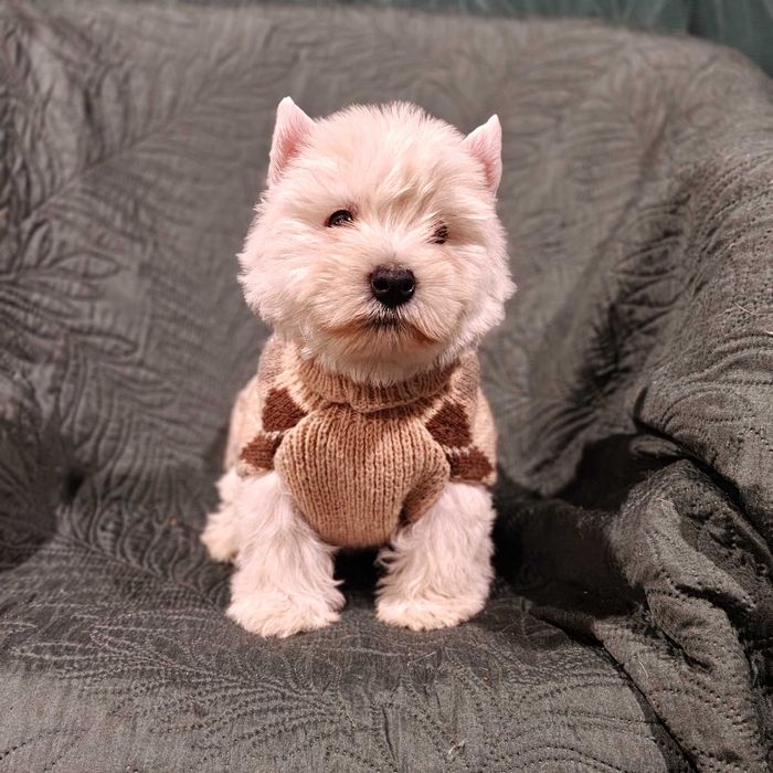Wzorcowe Westy Westie West highland white terrier mega gęsty włos ojciec FCI