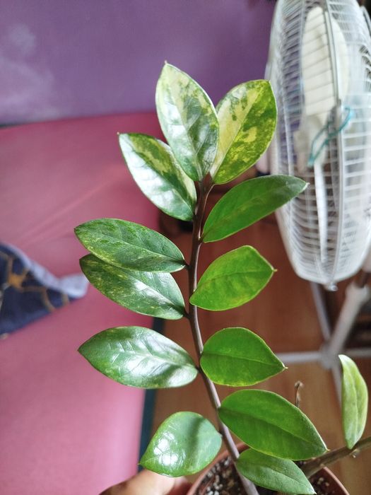 Zamiokulkas variegata