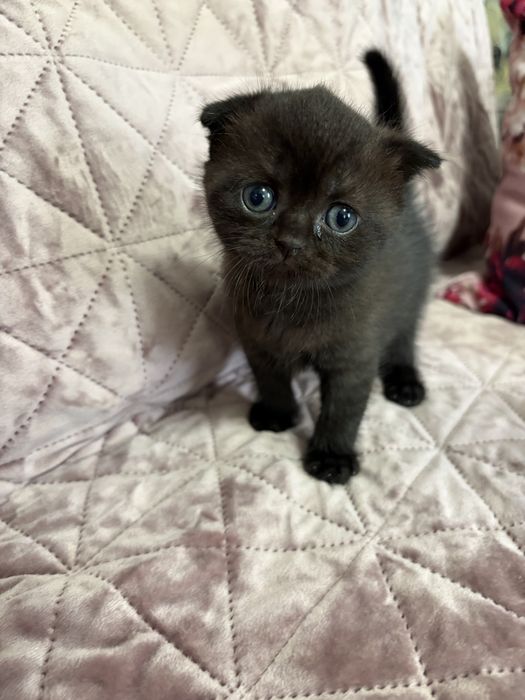 Шотландські кошенята